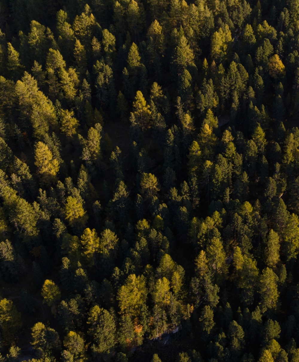 BOLD Waldhaus brand2 min